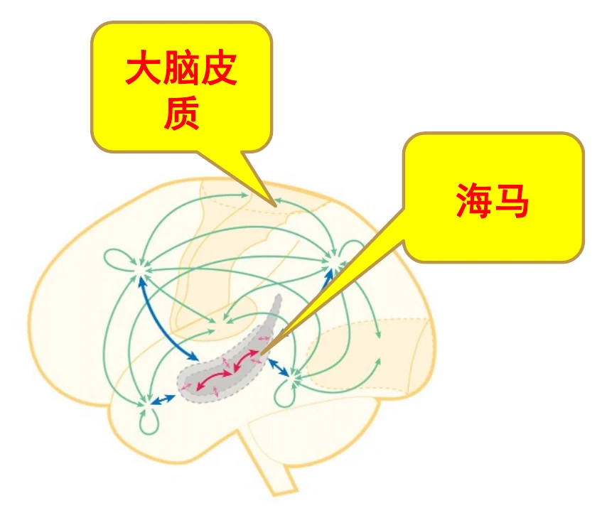 海马体快速记忆与新皮层缓慢整合构成互补学习系统