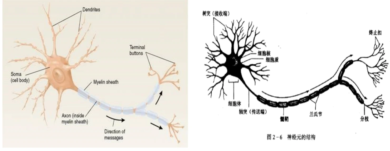神经元的胞体、树突、轴突、髓鞘和末梢